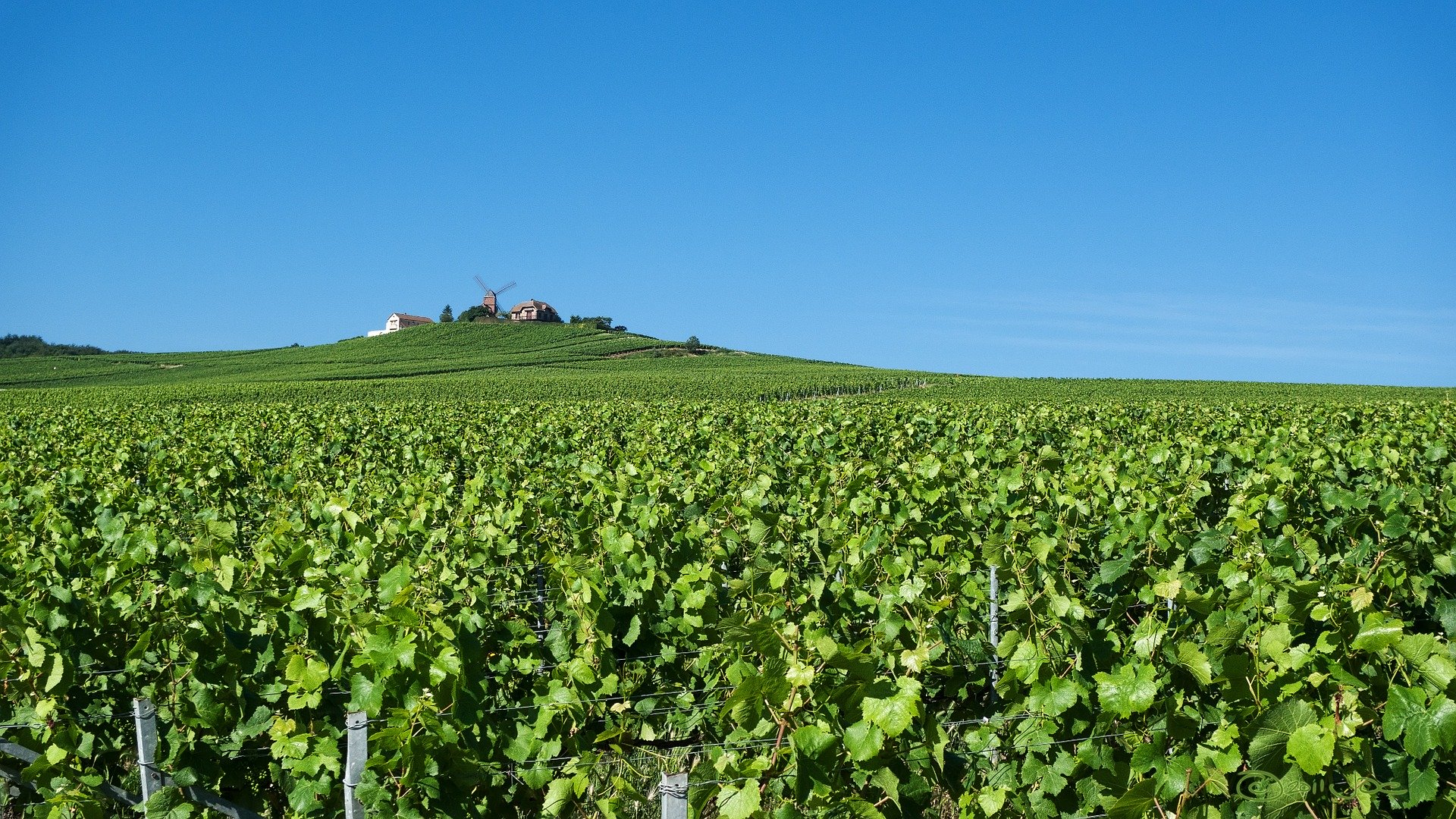 Reims winery